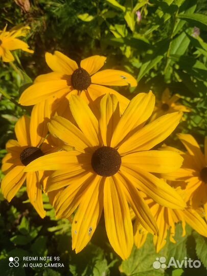 Многолетники для сада (часть1)