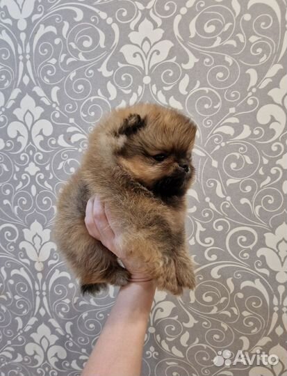 Померанский шпиц мальчик и девочка