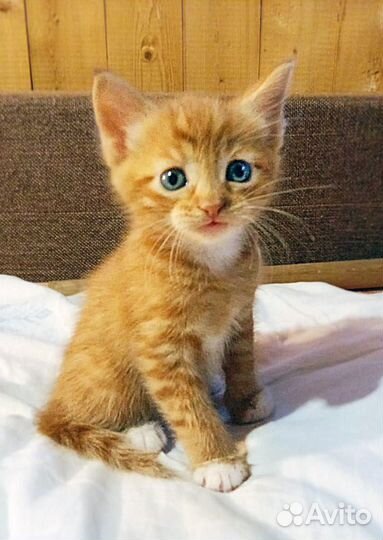 Рыжий котенок