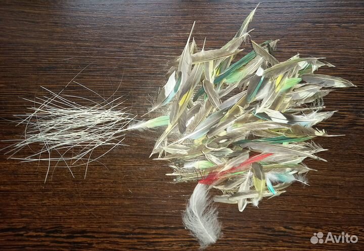Кошачьи усы, перья попугая (возможен обмен)