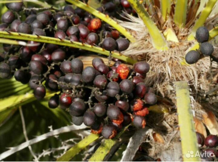 Пальма трахикарпус