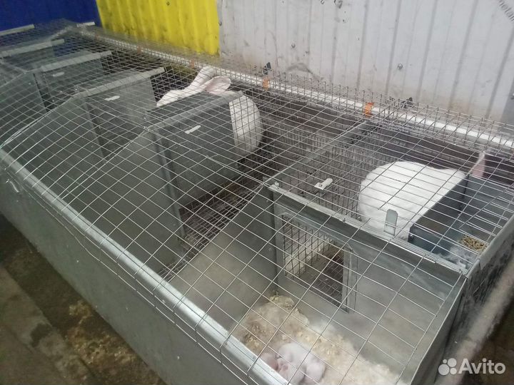Клетки для кроликов полупромышленные и бройлеров