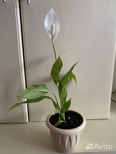 Спатифиллум на цвету
