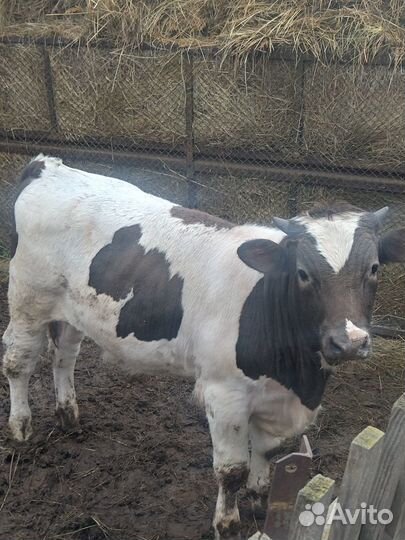 Продаються коровы
