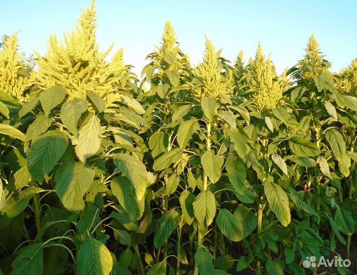 Амарант Семена