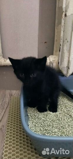 Отдам бесплатно, к лотку приучены