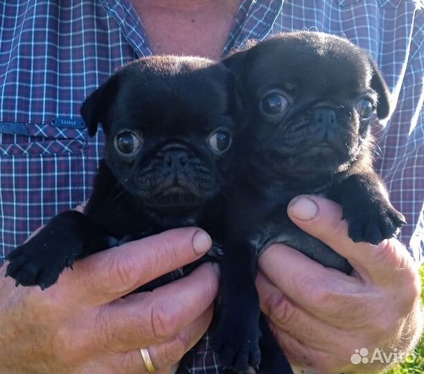 Щенки мопсики