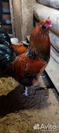 Молодые петухи