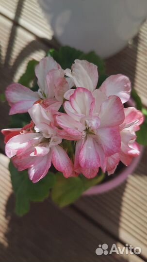 Пеларгония