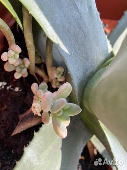 Редкие суккуленты Эхеверия