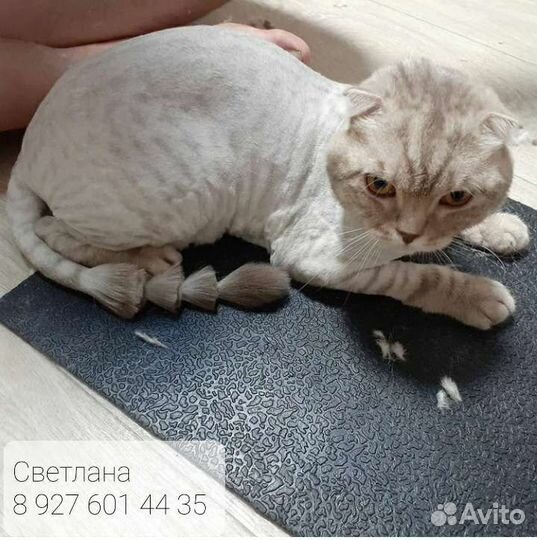 Стрижка кошек и котов