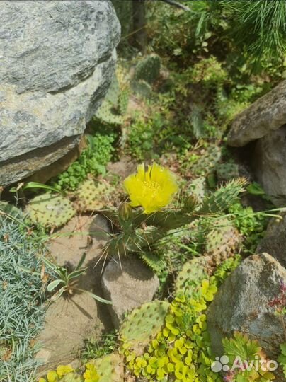 Уличные и комнатные растения