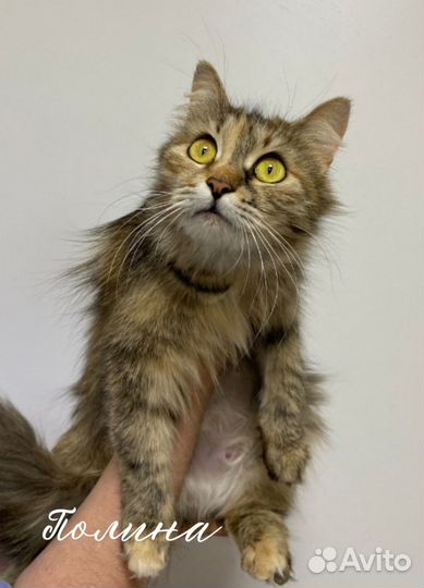 Очень умная кошечка Полина