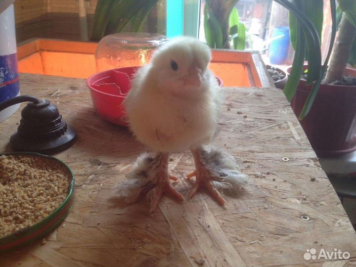 Цыплята брама