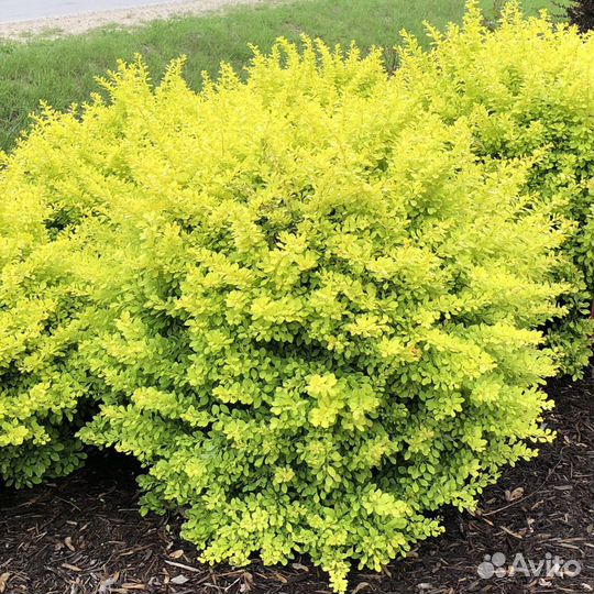 Барбарис тунберга Сенсейшен