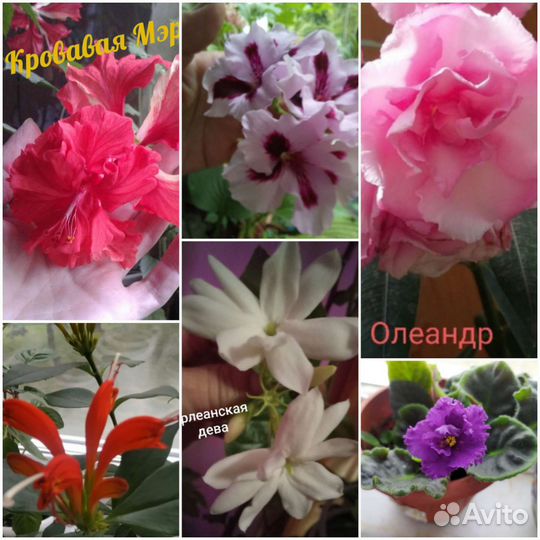 Олеандр Гибискус Эсхинантус Апельсин Джинура