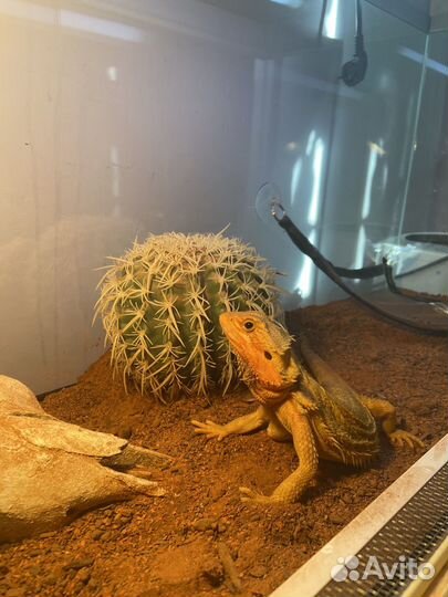 Бородатая агама с террариумом