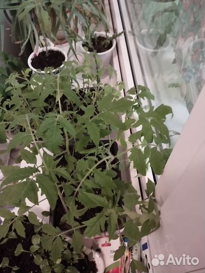 Перец сладкий красный, желтый