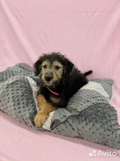 Щенок мальчик