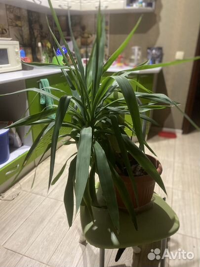 Пальма юкка