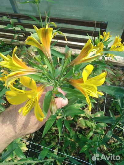 Альстромерия корни