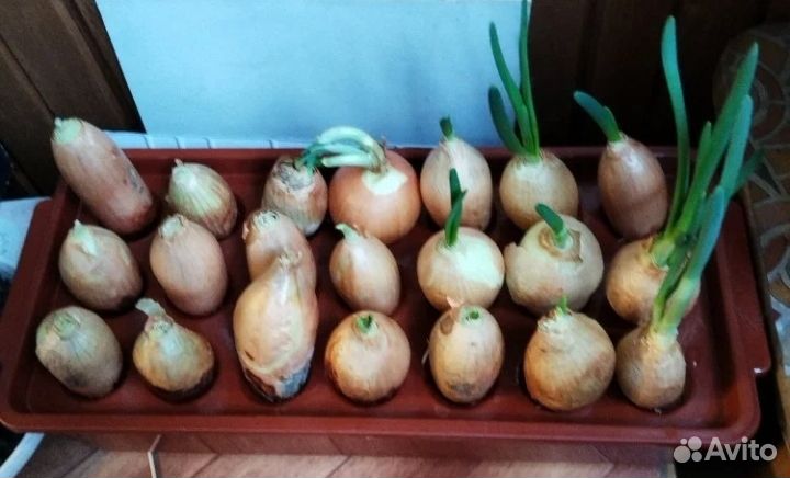 Лоток для выращивания лука