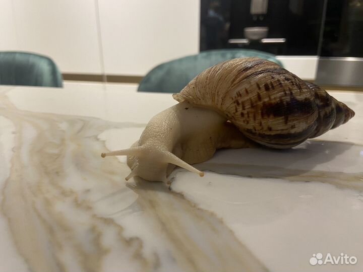 Улитка ахатина