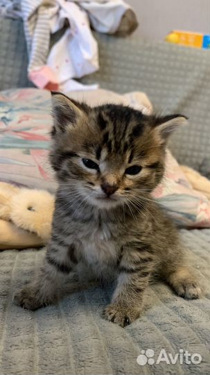 Котенок мальчик