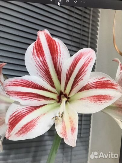 Гиппиаструм