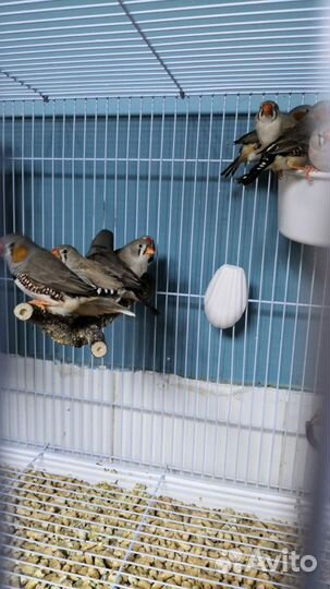 Амадины зебровые