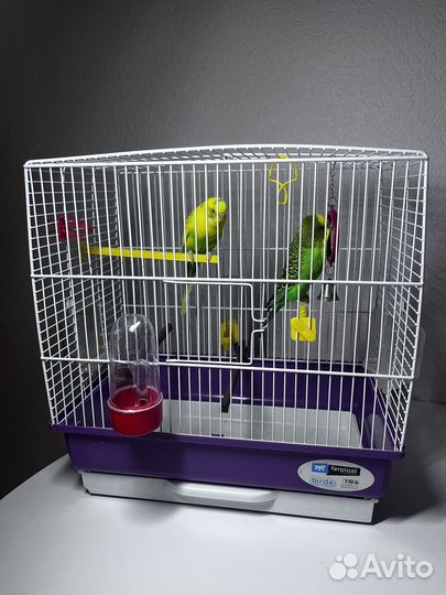 Волнистый попугай