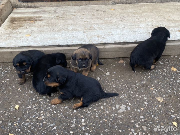 Щенята в добрые руки