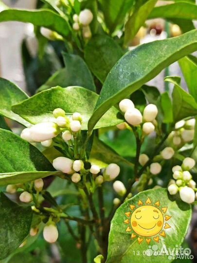 Экзотика для дома