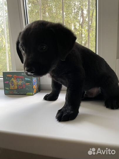 Лабродоры щенки