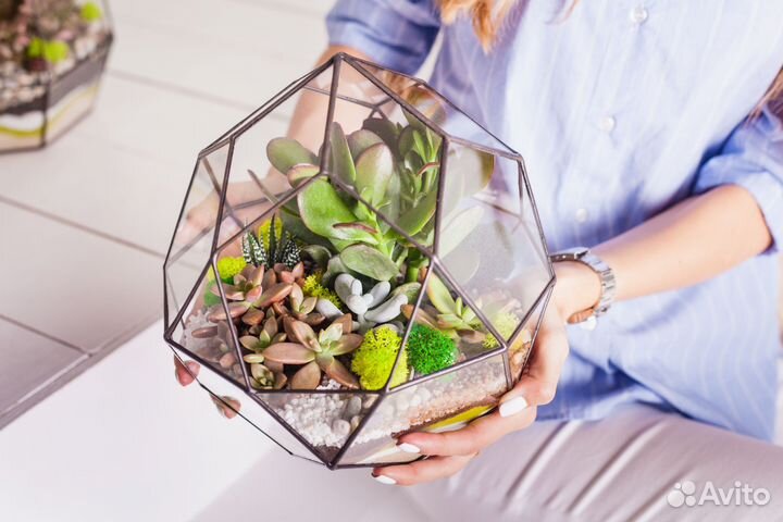 Флорариум с суккулентами