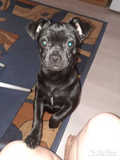 Найдена собака