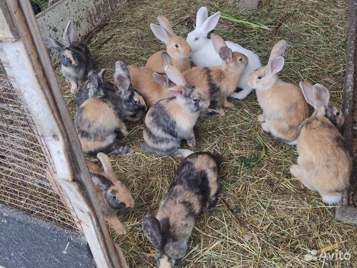 Кролики японской пародии