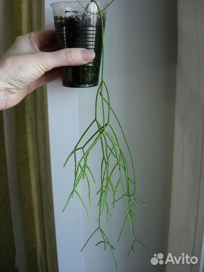 Домашние цветы ампельные и лианы