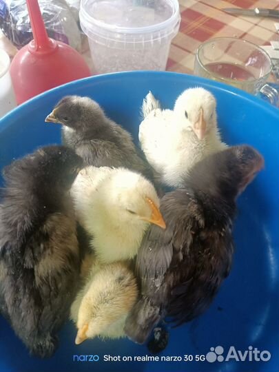 Цыплята