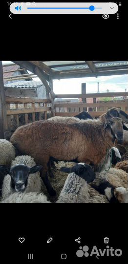 Гисарский баран