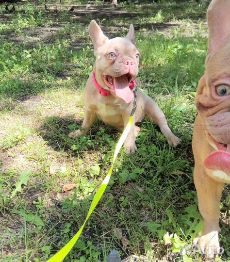 Малыши французики