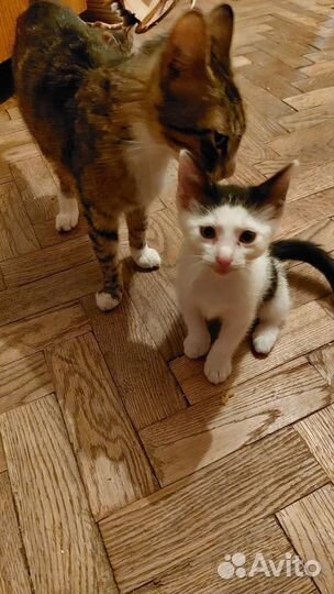 Котята в хорошие руки