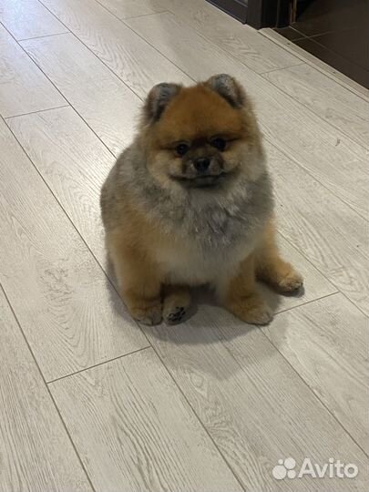 Померанский шпиц вязка