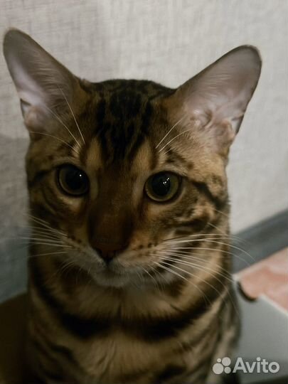Бенгальский кот вязка