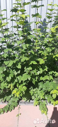 Калина бульденеж