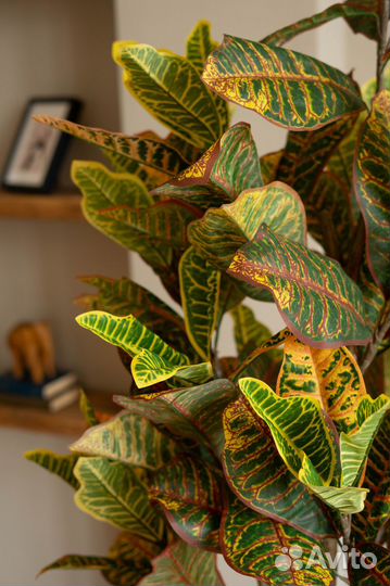 Искусственное дерево Кротон