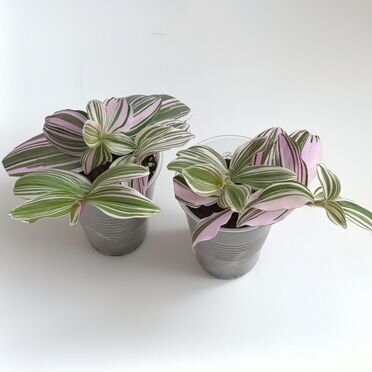 Традесканция %22Пинк Хилл%22