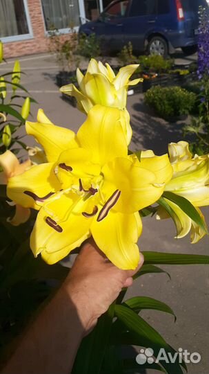 Продажа многолетних цветов