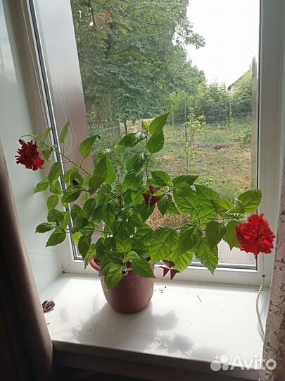 Гибискус китайская роза