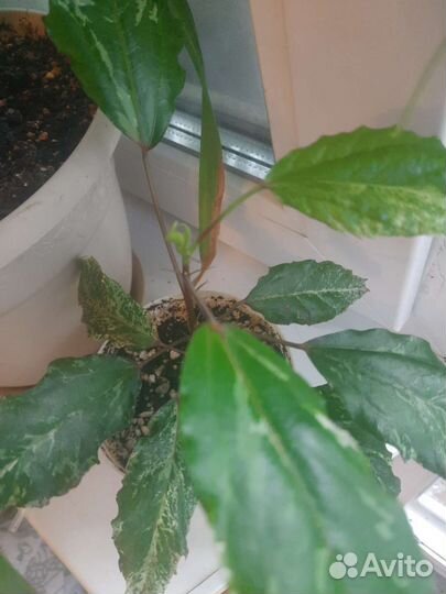 Кротон,фикус,гибискус